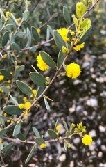 Acacia brachybotrya