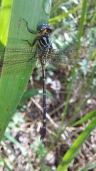 Gomphidae