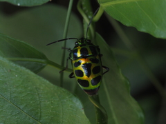 Chrysocoris stollii