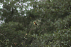 Mitrephanes phaeocercus