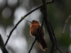 Aglaeactis cupripennis