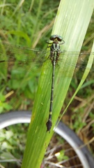 Gomphidae