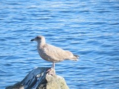 Larus glaucescens
