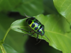 Chrysocoris stollii
