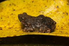 Engystomops pustulosus