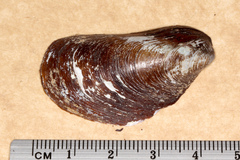 Modiolus