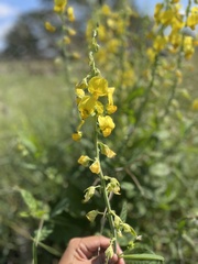 Crotalaria spectabilis