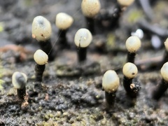 Holwaya mucida