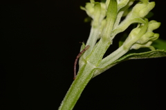 Leptostales pannaria