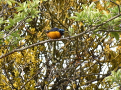 Chlorophonia elegantissima