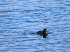 Histrionicus histrionicus