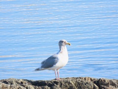 Larus glaucescens