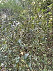 Hypericum prolificum