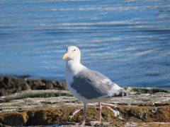 Larus glaucescens