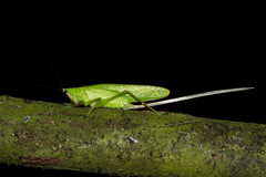 Copiphorini