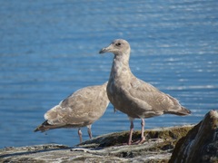 Larus glaucescens