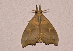 Gangarides vardena