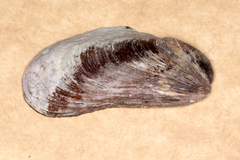 Modiolus