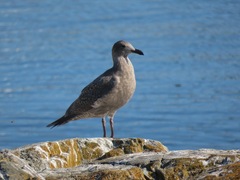 Larus glaucescens