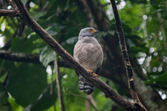 Rupornis magnirostris