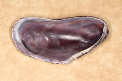 Modiolus
