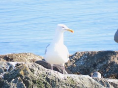 Larus glaucescens