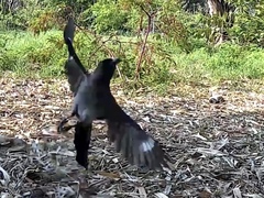 Dendrocitta formosae formosae