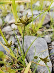 Cyperus niger