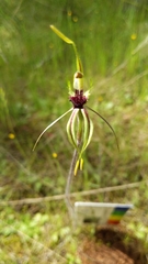 Caladenia verrucosa