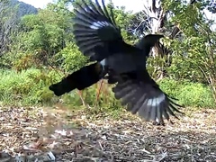 Dendrocitta formosae formosae