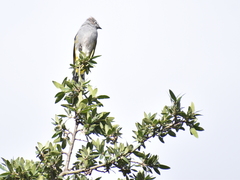 Ptiliogonys cinereus