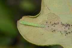 Quasisalebria atratella