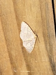 Leptostales pannaria