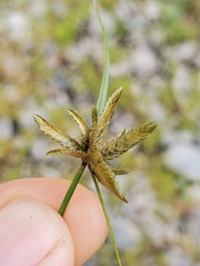 Cyperus niger