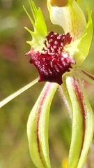 Caladenia verrucosa