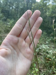 Schizachyrium scoparium