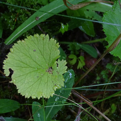 Geum macrophyllum