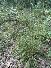 Schizachyrium scoparium