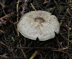 Agaricus hondensis