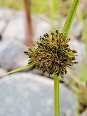 Cyperus difformis