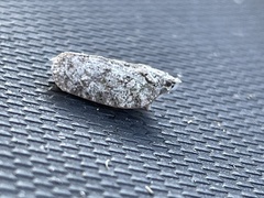 Flatoidinus punctatus
