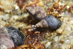 Littorina