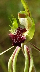 Caladenia verrucosa