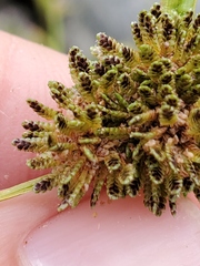 Cyperus difformis