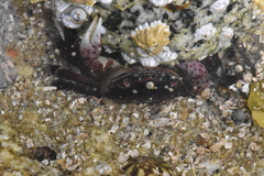 Hemigrapsus nudus