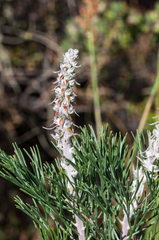 Paranomus bracteolaris