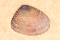 Donacidae