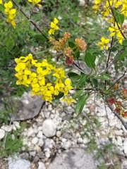 Echinopterys eglandulosa