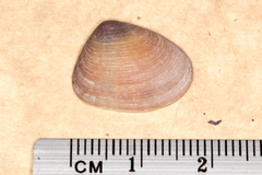 Donacidae