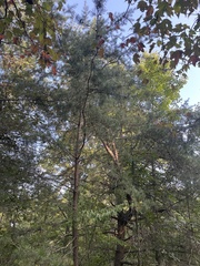 Pinus virginiana